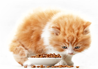 Image showing bowl of cat food and small kitten