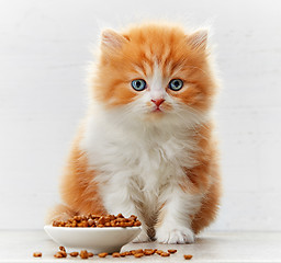 Image showing beautiful british long hair kitten and cat food bowl