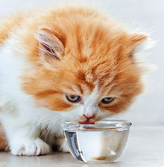 Image showing beautiful kitten drinking water