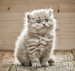 Image showing beautiful small kitten