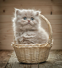 Image showing beautiful british long hair kitten in a basket