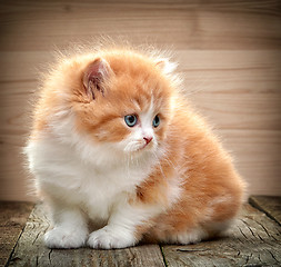 Image showing beautiful british long hair kitten