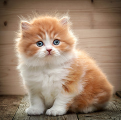 Image showing beautiful british long hair kitten