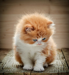 Image showing beautiful british long hair kitten