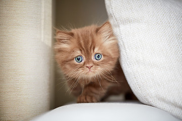 Image showing beautiful small kitten