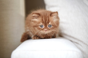 Image showing beautiful small kitten
