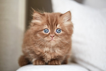 Image showing beautiful small kitten