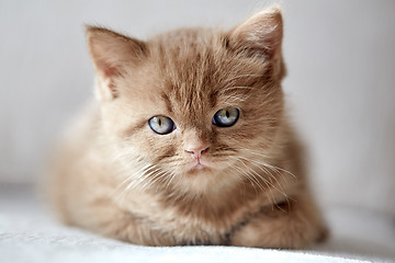 Image showing beautiful cinnamon color british short hair kitten