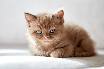 Image showing beautiful cinnamon color british short hair kitten