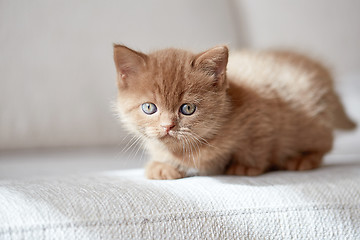 Image showing beautiful cinnamon color british short hair kitten