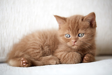 Image showing beautiful cinnamon color british short hair kitten