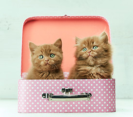 Image showing two kittens in pink bag