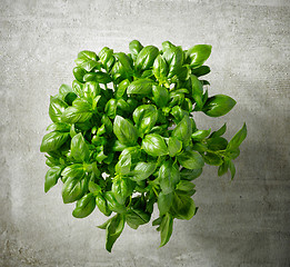 Image showing bunch of fresh basil