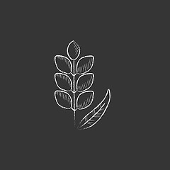 Image showing Wheat. Drawn in chalk icon.