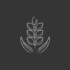 Image showing Wheat. Drawn in chalk icon.