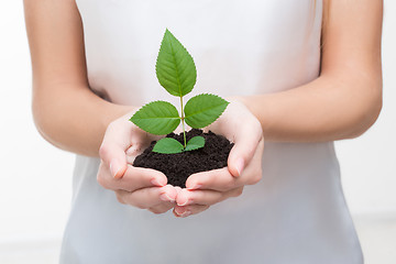 Image showing hands holding young plant 