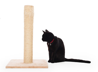 Image showing Black cat with a scratching post 