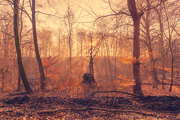 Image showing Rising sun in the forest