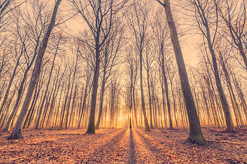 Image showing Sunrise in the forest with tall trees