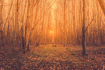 Image showing Tall bare trees in the sunrise