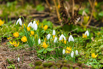 Image showing Eranthis and snowdrop flowers in a garden
