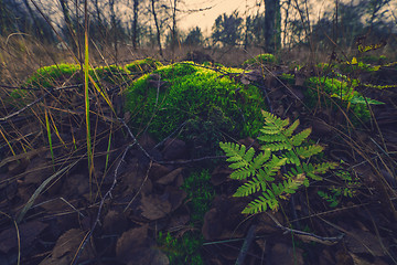 Image showing Fern and moss in the forest