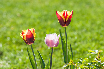 Image showing Tulip flowers in a green garden