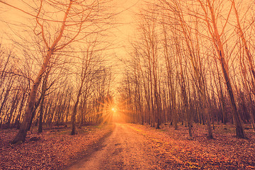 Image showing Forest road going to the sunrise