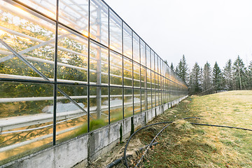 Image showing Greenery with many windows