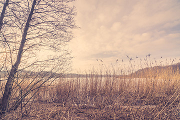 Image showing Reeds by a lake in the winter