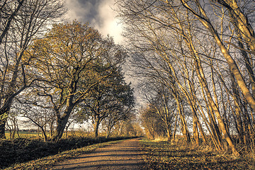 Image showing Dark forest with a nature path in the fall