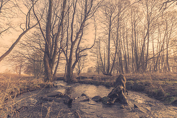 Image showing River in a forest at sunrise