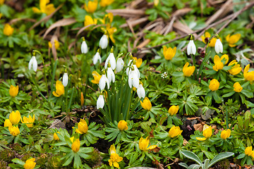 Image showing Garden with snowdrops and eranthis