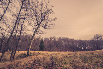 Image showing Field by a forest in the fall