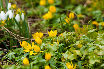 Image showing Springtime in the garden with flowers
