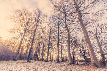 Image showing Winter forest in the sunrise