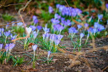 Image showing Purple crocus flowers in a flowerbed