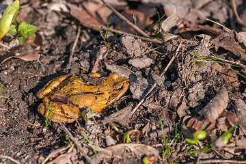 Image showing Rana temporaria frog in orange color