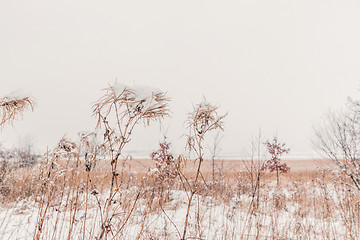 Image showing Snow on tall grass