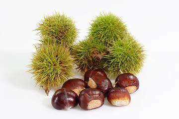 Image showing Sweet Chestnuts