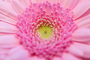 Image showing close up of beautiful pink gerbera flower