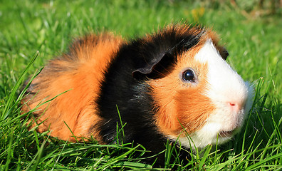 Image showing Guinea Pig