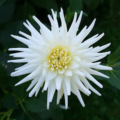 Image showing White Dahlia