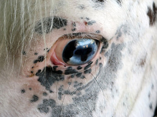 Image showing Horse Eye