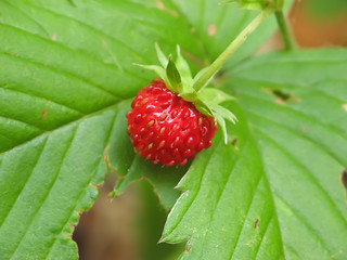 Image showing Strawberry