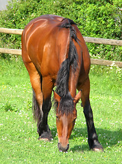 Image showing Horse