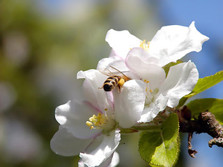 Image showing Bee in Work