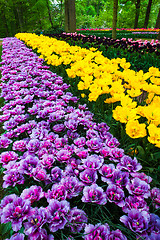 Image showing Tulip field in Keukenhof Gardens, Lisse, Netherlands