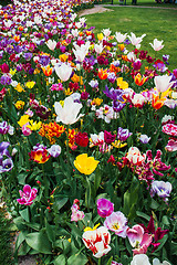 Image showing Tulip field in Keukenhof Gardens, Lisse, Netherlands