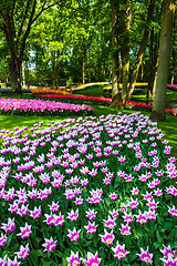 Image showing Tulip field in Keukenhof Gardens, Lisse, Netherlands